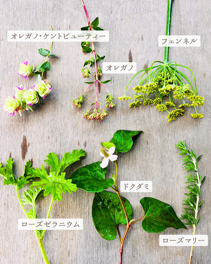 下野農園　初夏のハーブ