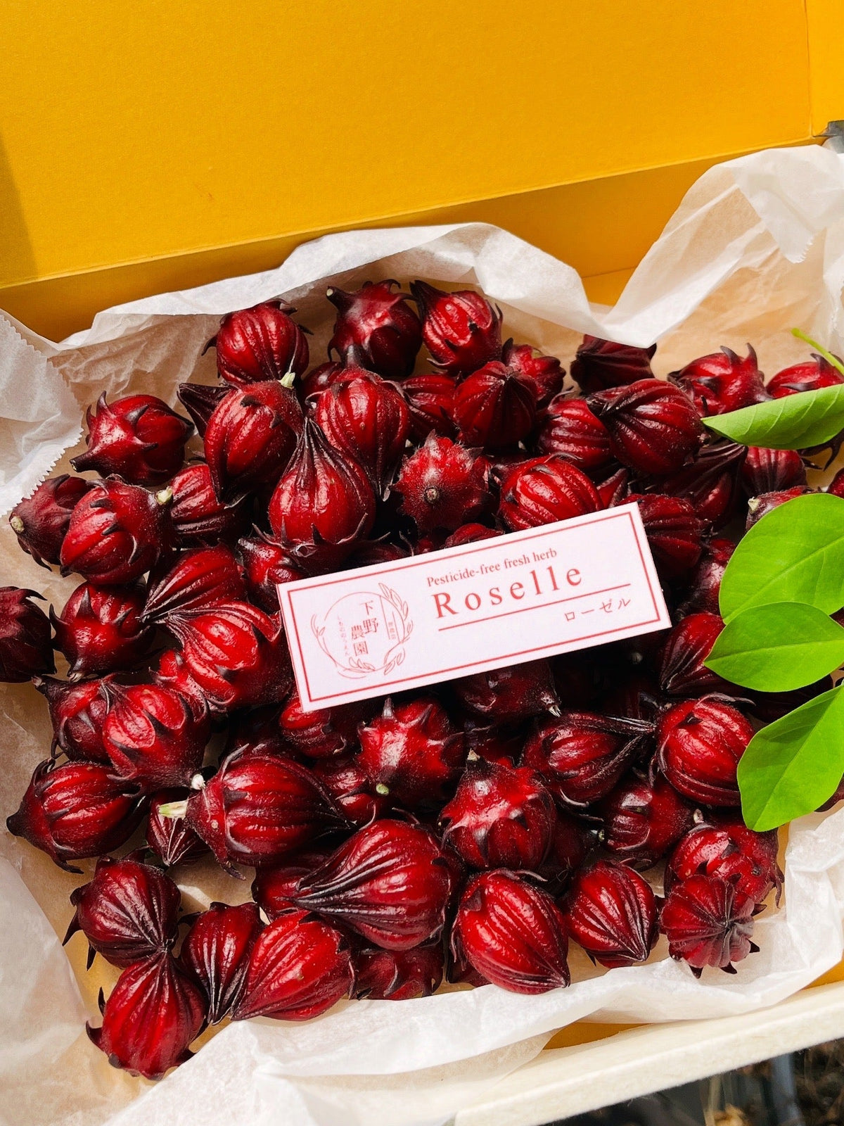 無農薬「ローゼル」予約販売中！ – ほう・れん・そう みんなに優しい