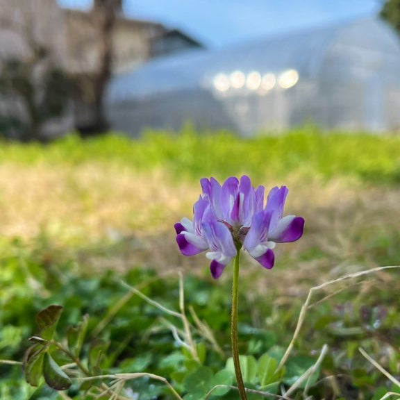 なぜ畑にれんげ草が？ — 下野農園の春の謎